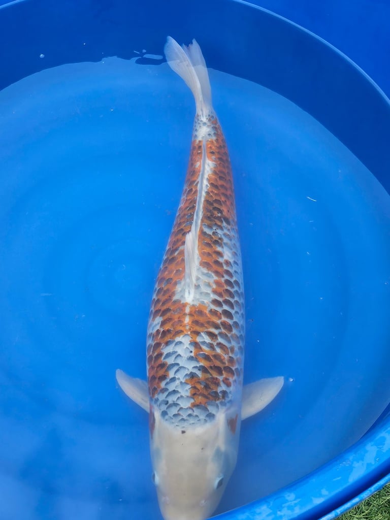 Large Japanese koi fish for sale 