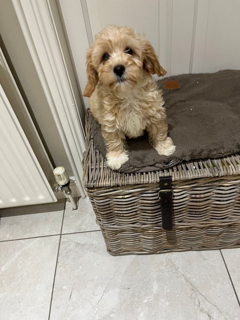 Cavachon