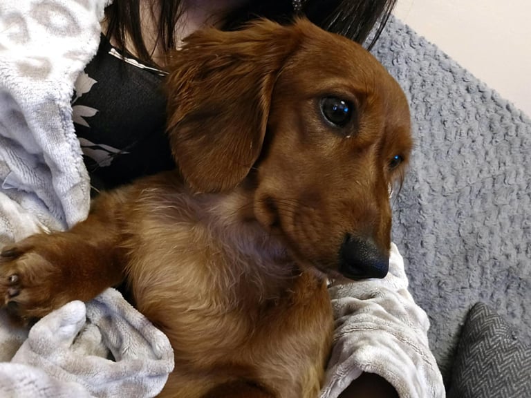 Dogs Puppies for Sale in Bolton, Manchester Gumtree