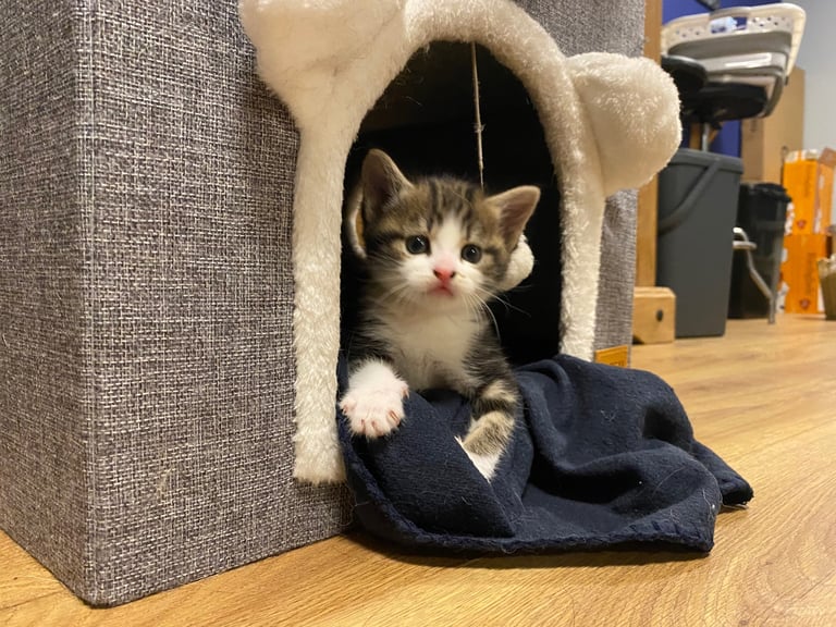 2 gorgeous little girls looking for their forever homes 