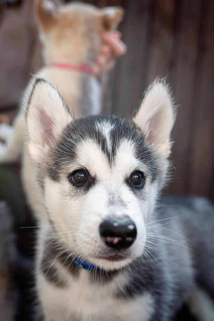 3 Beautiful Husky X Malamute Puppies for sale 