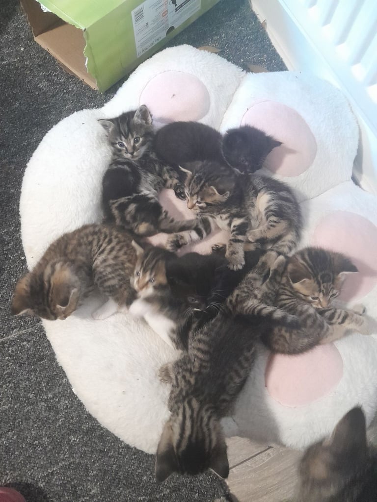 Beautiful Tabby-Bengal-Mix Kittens– Playful & Affectionate Kittens £200