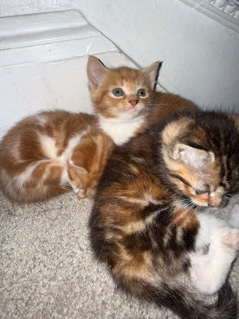 KITTENS FOR SALE IN WEMBLEY, READY TO LEAVE MID NOVEMBER 