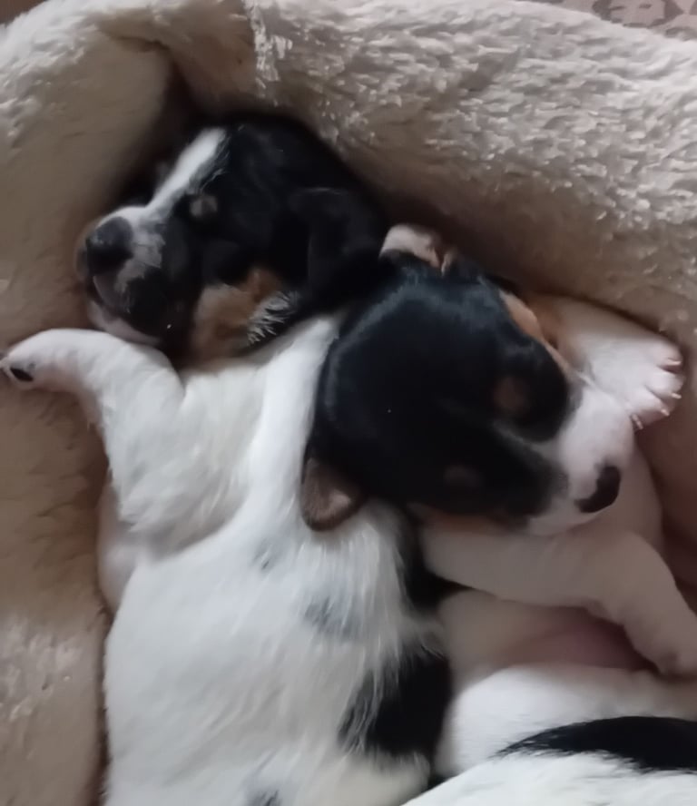 image for Jack Russel puppies 2 boys, 7 weeks old,  ready on 5th to go. Chipped & part 1 vaccinated