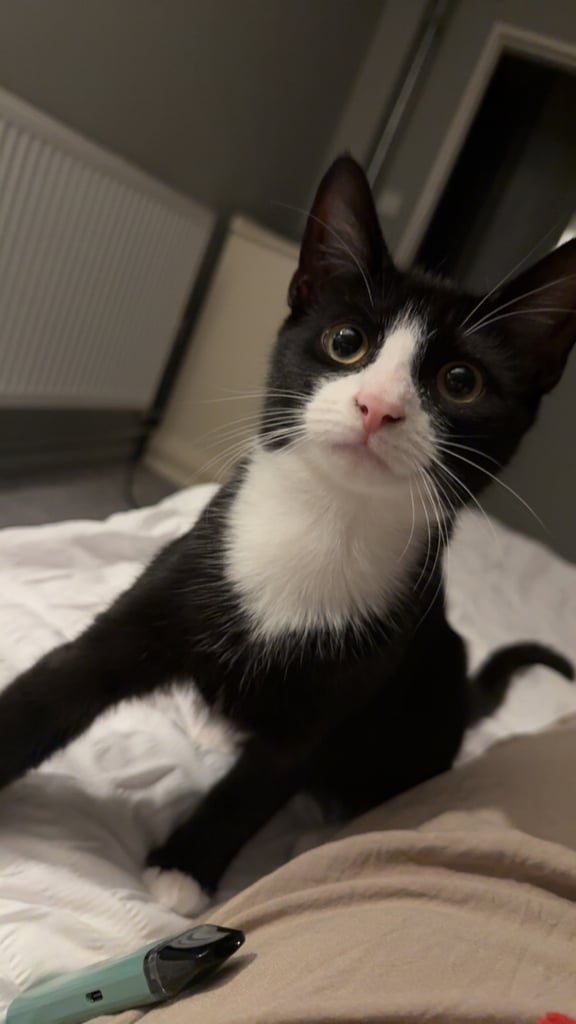 Kitten tuxedo