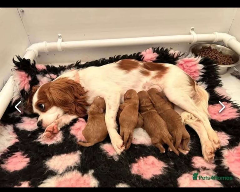 Cavalier King Charles spaniel puppies ready now