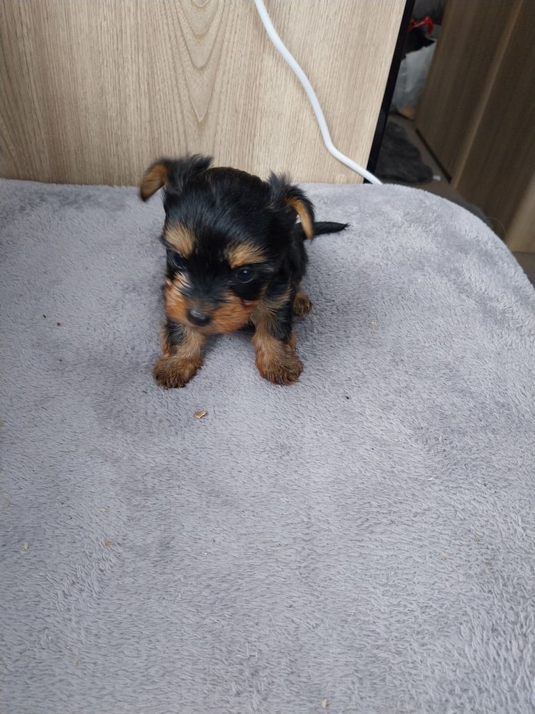 2 Yorkshire terror puppies 