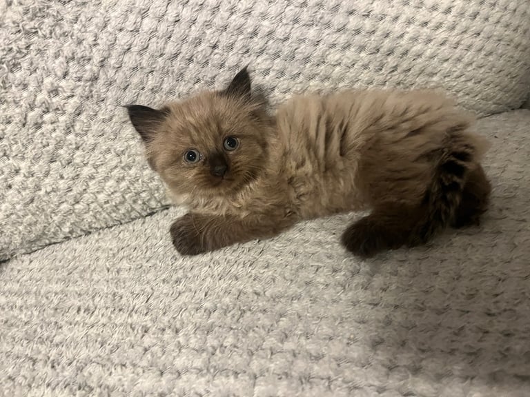 Snowshoe X Birman kittens for sale 