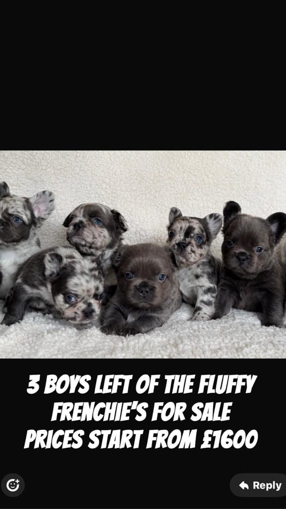 Fluffy Frenchie