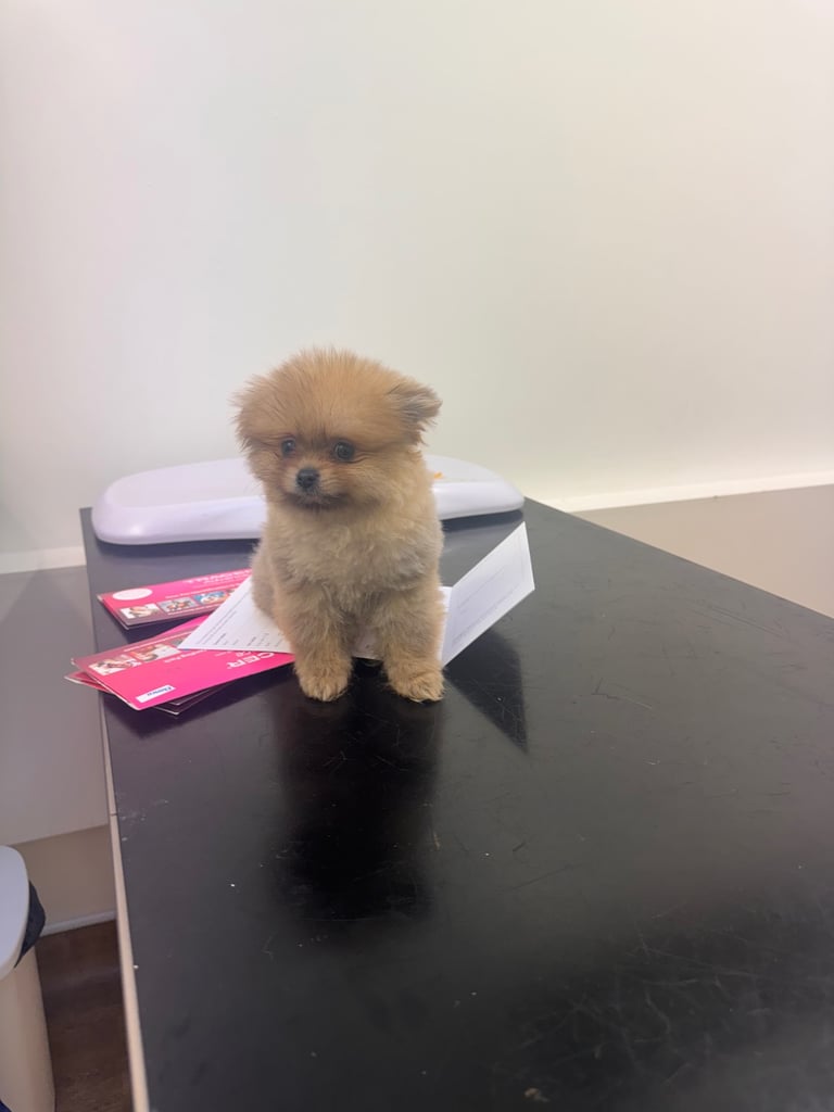 Small teddy Pomeranian puppy boy (brown) 