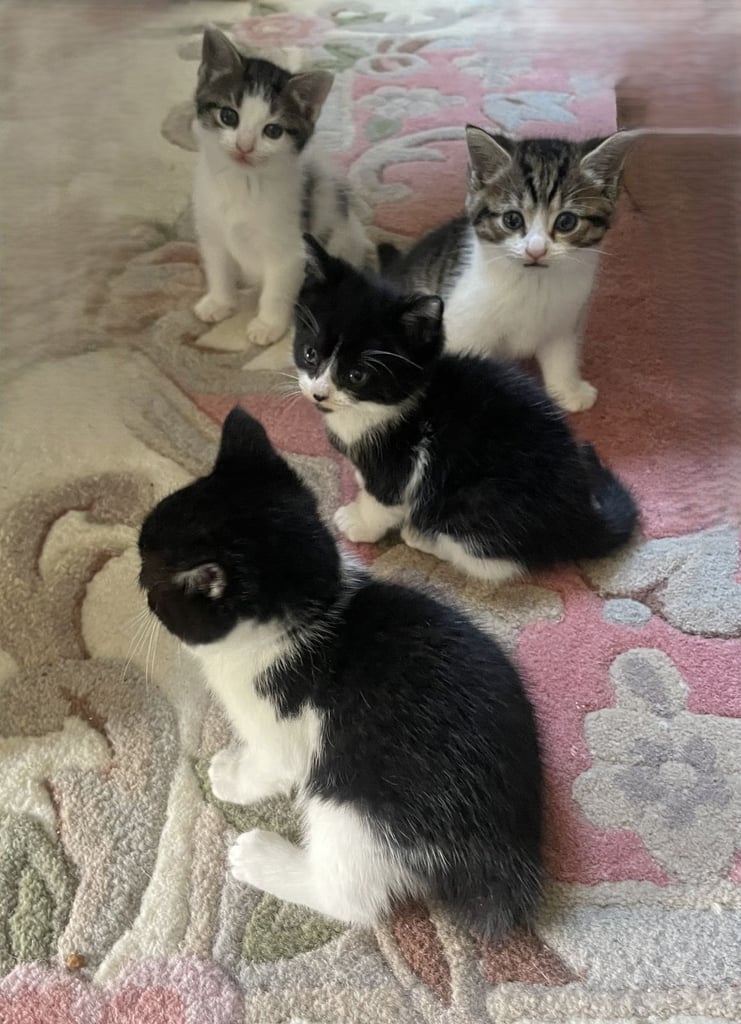 4 Sweet tempered kittens looking for loving homes