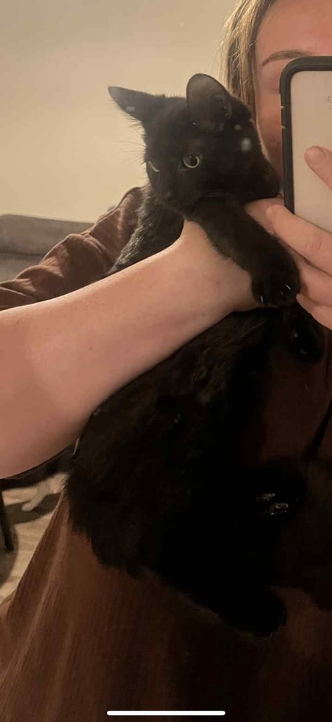 Urgent*** 1x black/white female, 1x black male