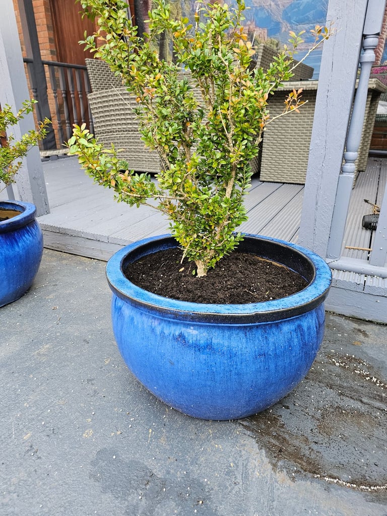 Extra Large Vibrant Blue Glazed Ceramic Pots