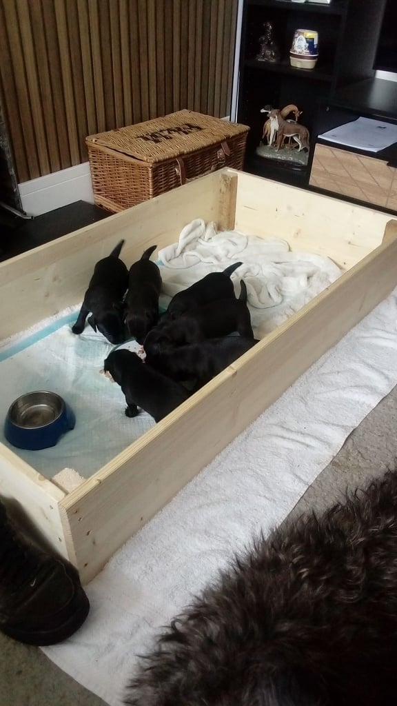Patterdale terriers