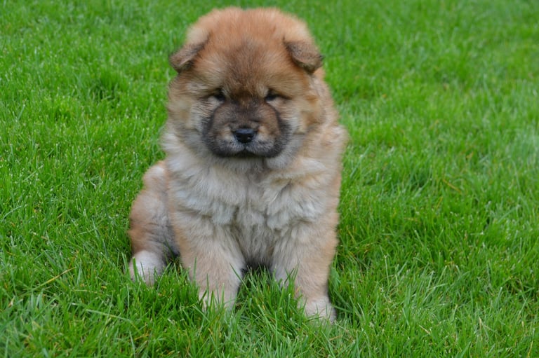 Female chow chow puppies best sale for sale