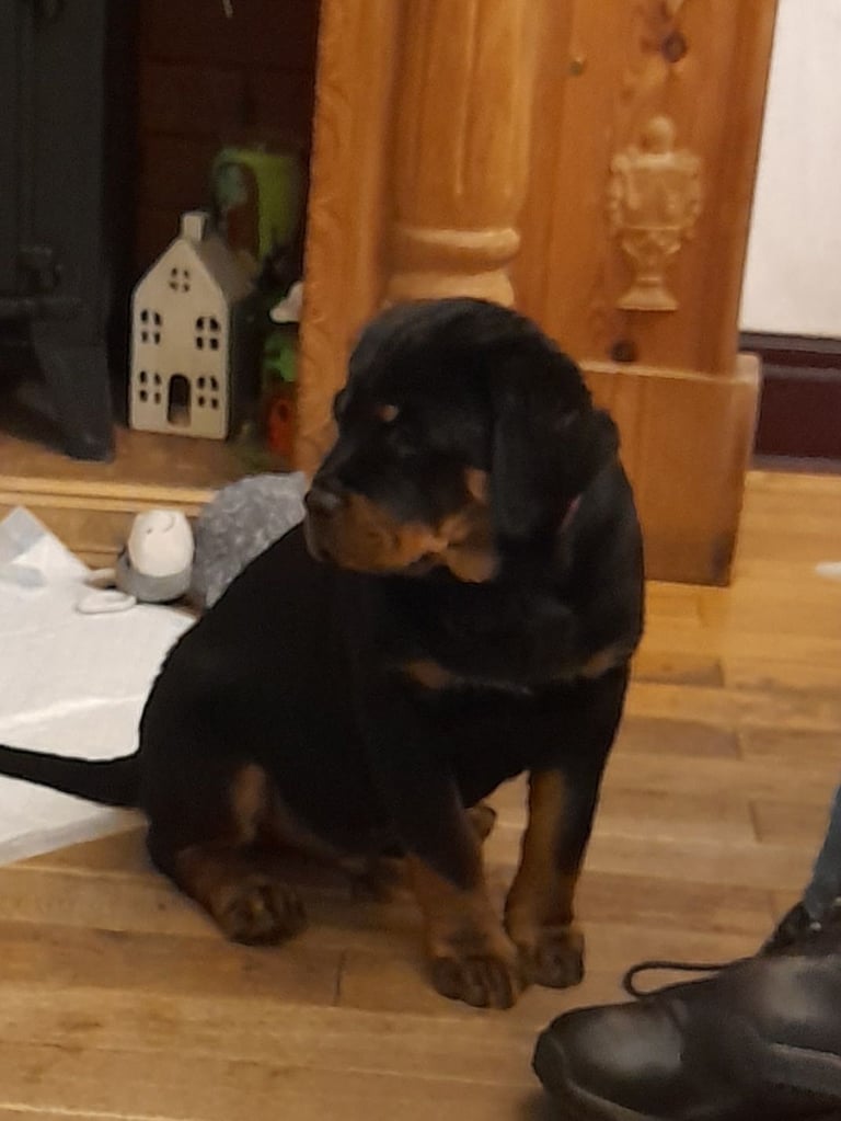  ROTTWEILER PUPS FOR SALE***KC REG***FULLY INJECTED***