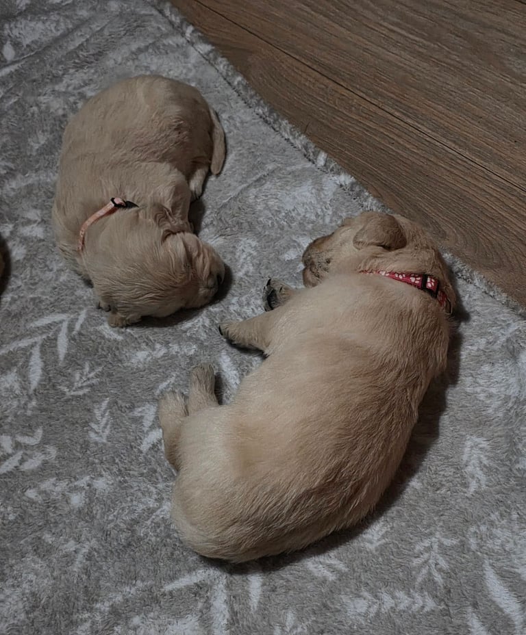 Golden retriever puppies 