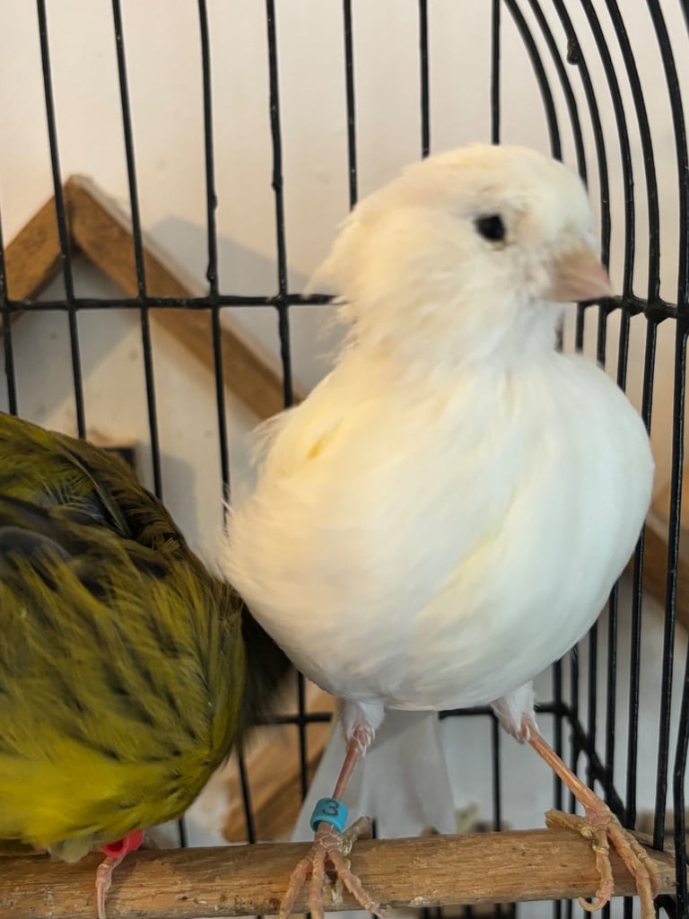 Gorgeous fife and border canaries