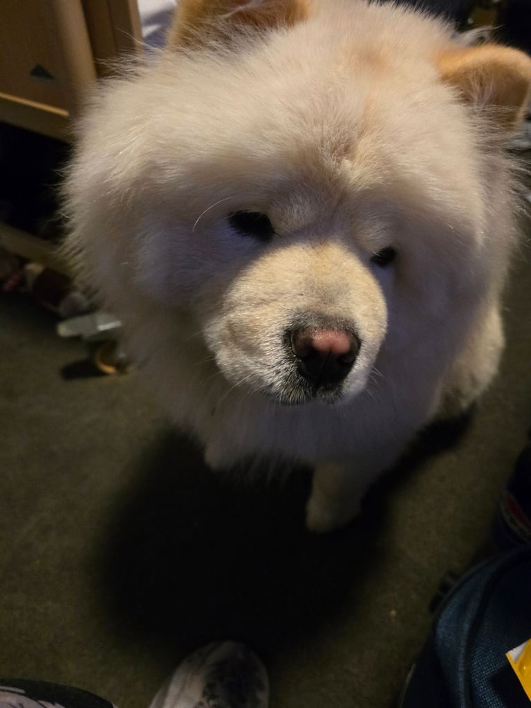 needs rehoming urgent 