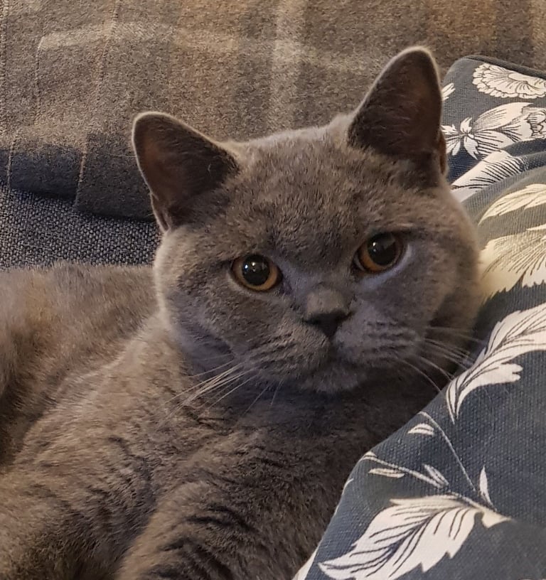 British Shorthair Cat age 3 (Pedigree Blue British BRI a)