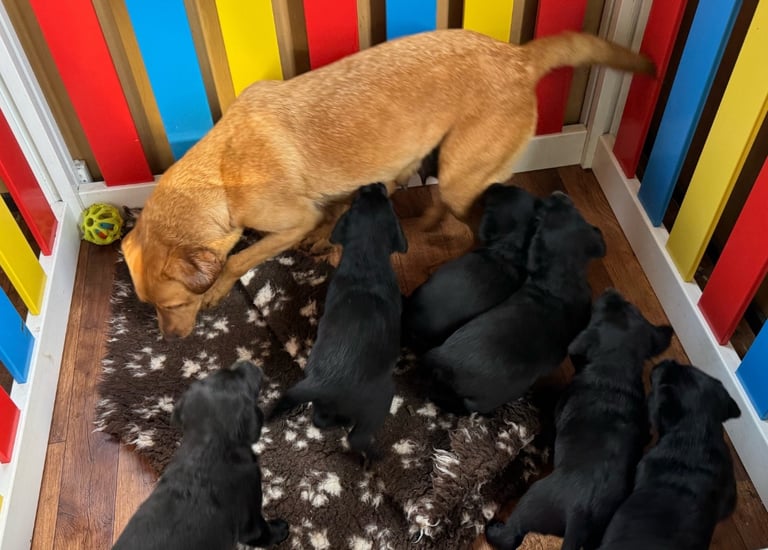 4 beautiful Labrador puppies 