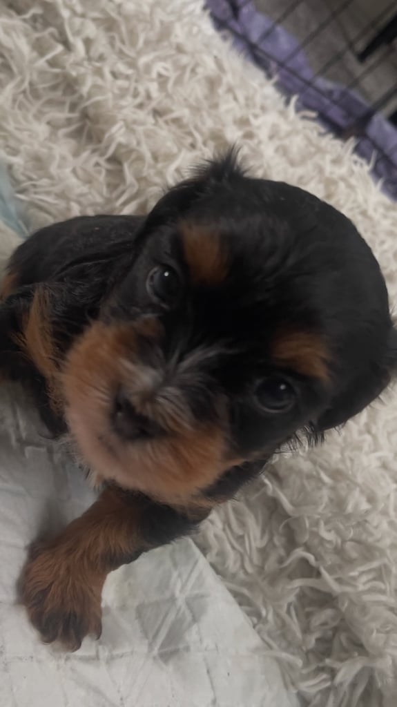 2 cute cockapoo x Maltese pups RESERVED 