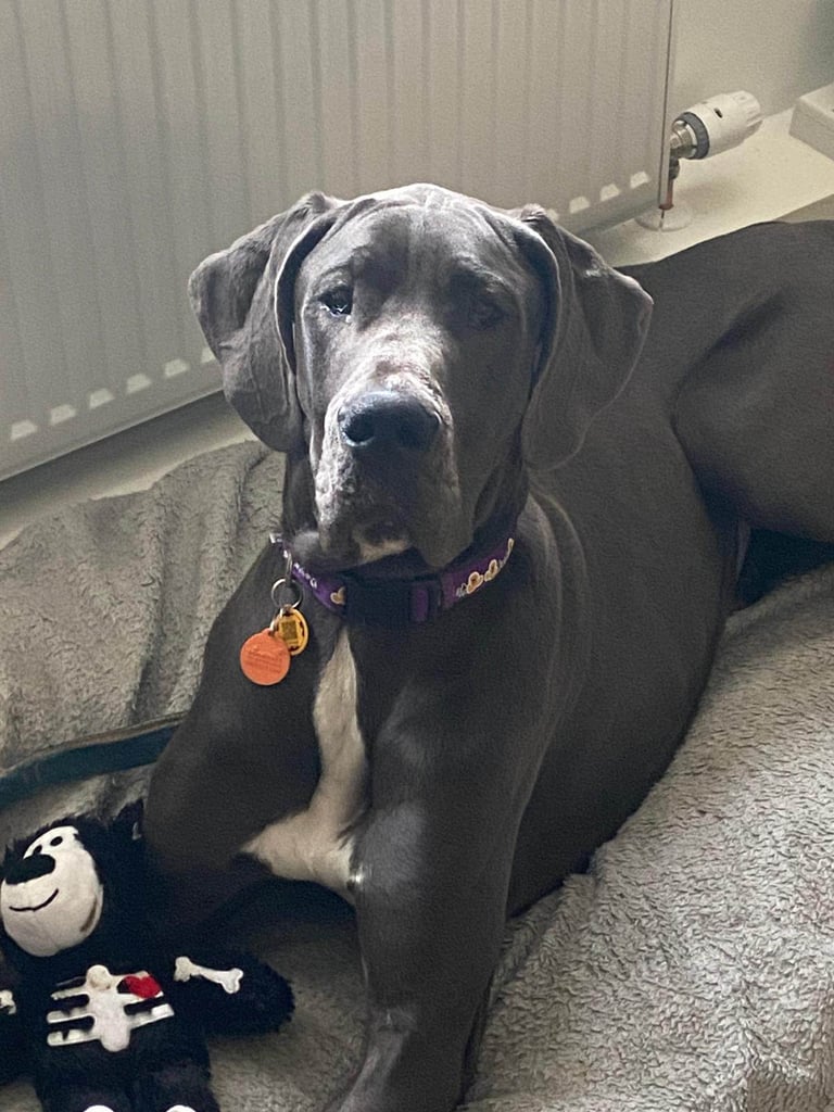 Great Dane looking for a new home 
