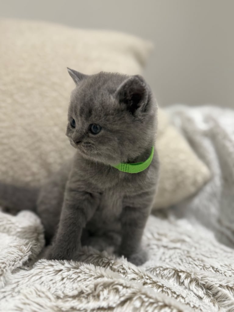 BSH kittens - All SOLD 