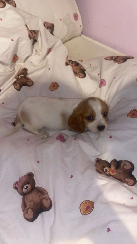 Cavalier king Charles x cocker spaniel 