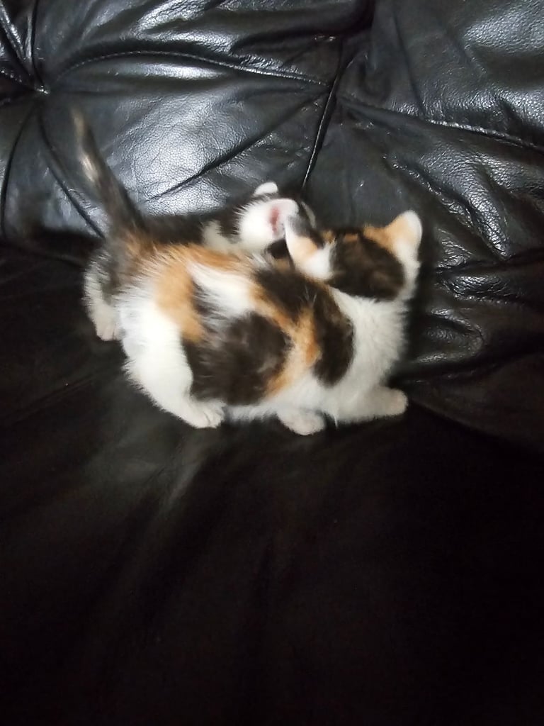 Kittens 