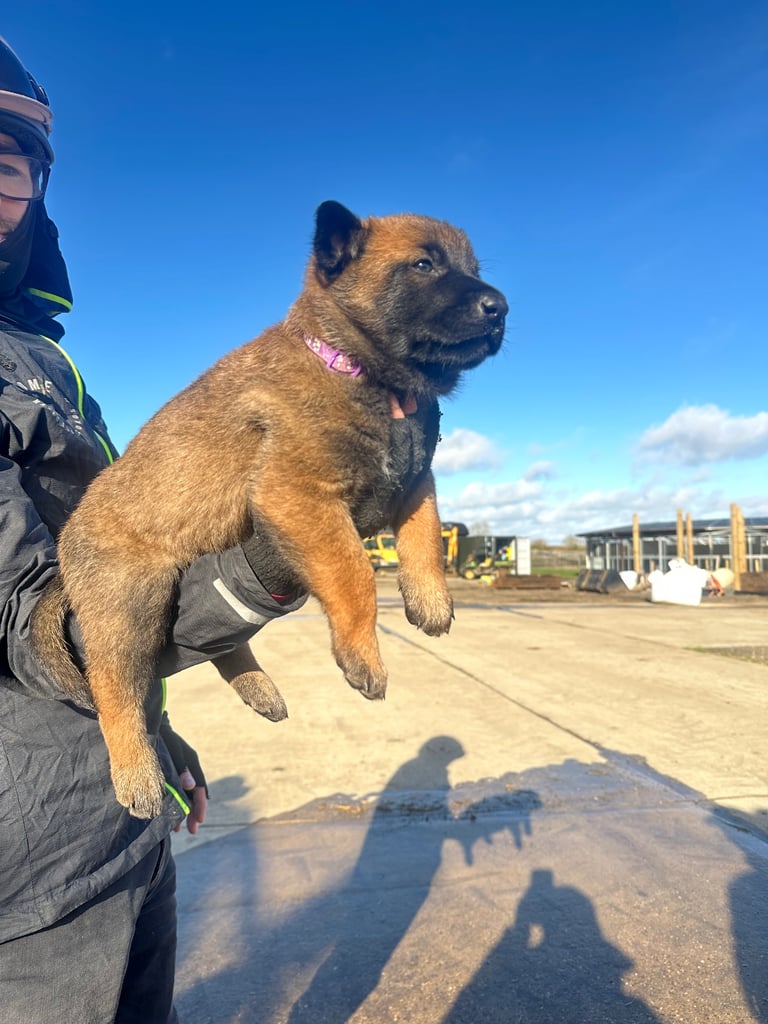 🐾🐾Belgium Malinios pups🐾🐾