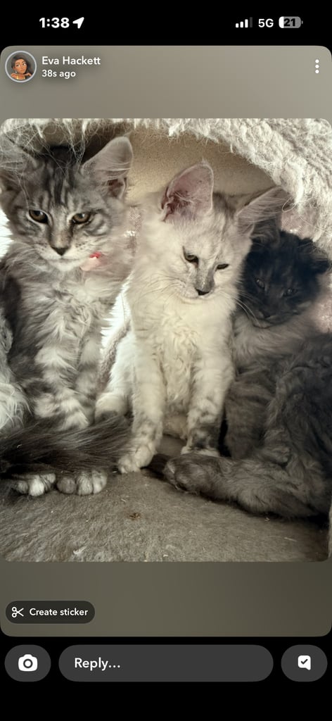Mainecoon kittens 