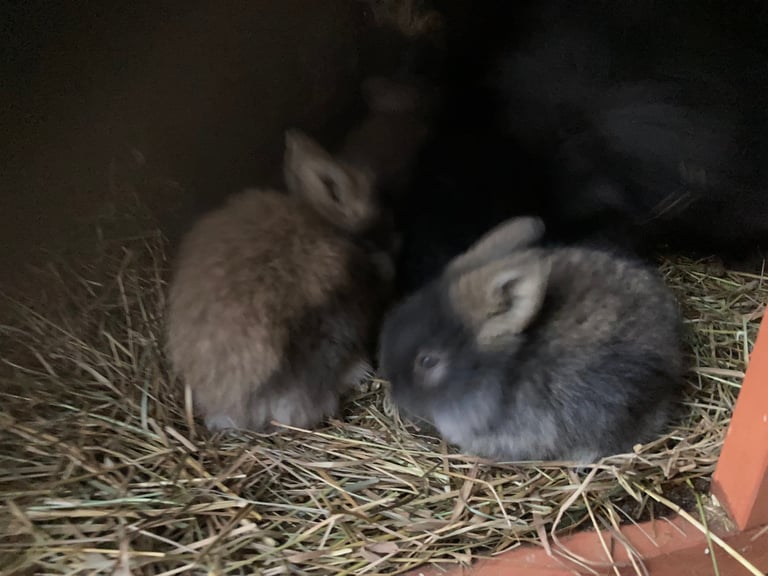 7 lionhead babies 