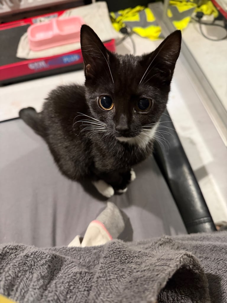 2 tuxedo male kittens need loving homes