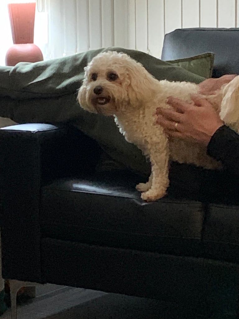Cavapoochon puppies 