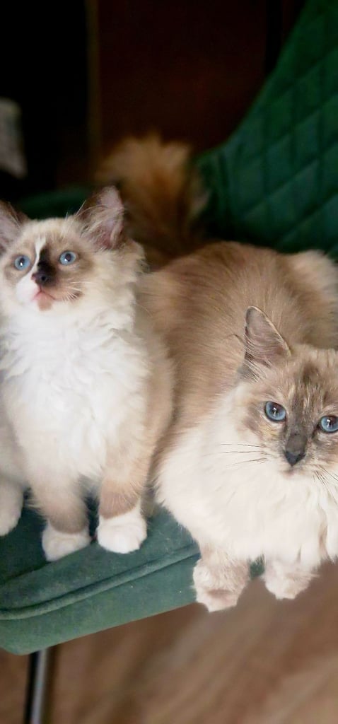 Pedigree Ragdoll Kittens Ready Now