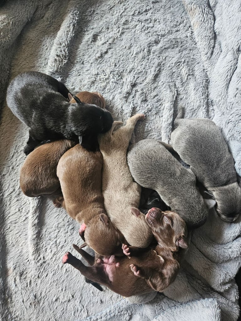 9 * 1 girl left *beautiful dachshund cross pom puppies 