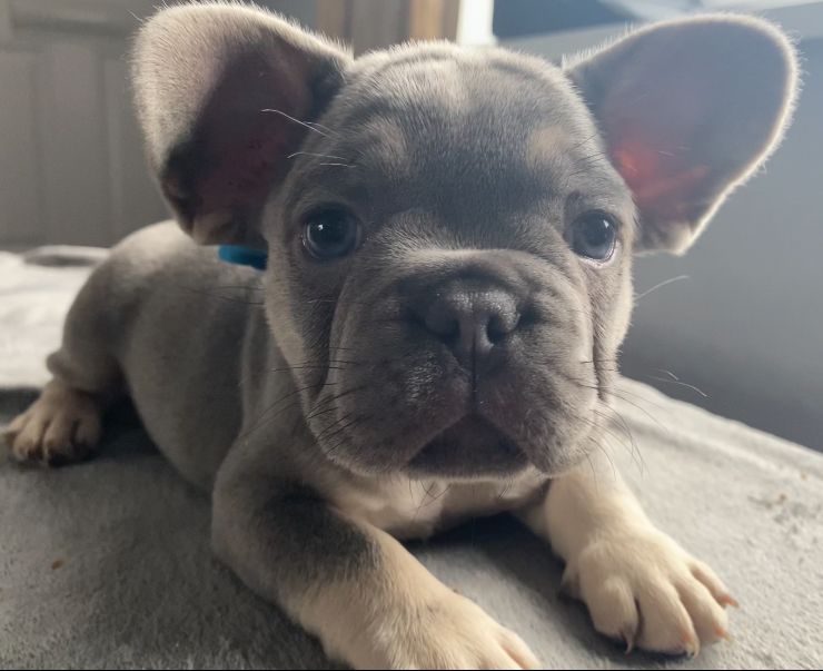 French Bulldog Puppies 