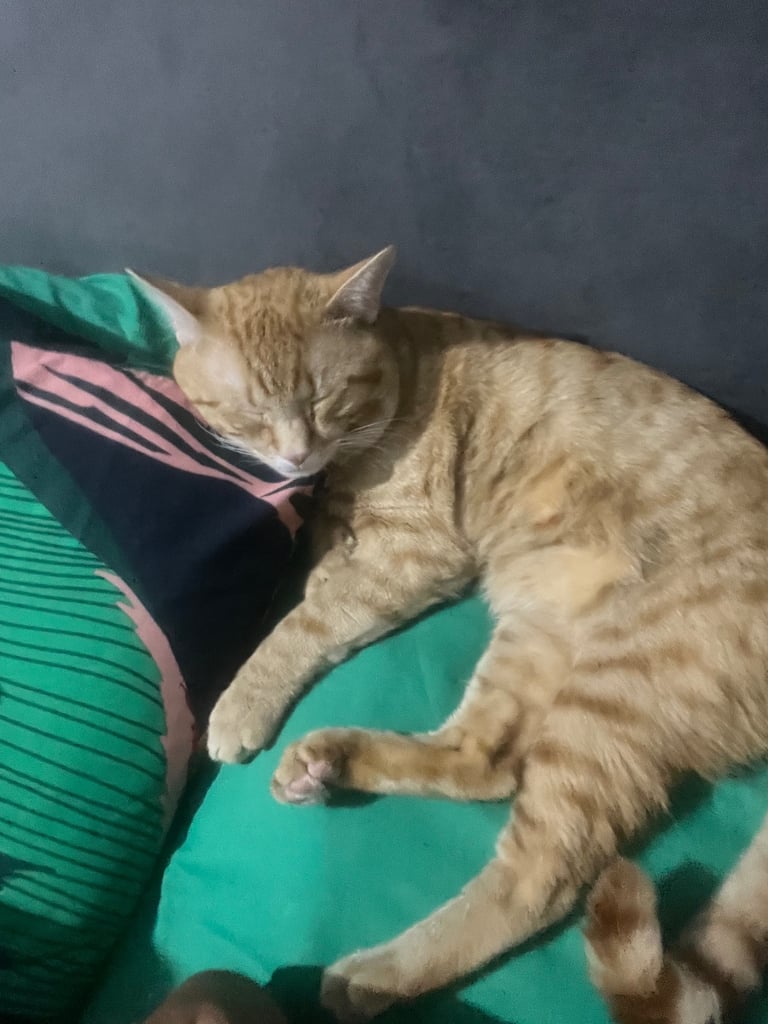 image for Beautiful Ginger Boy