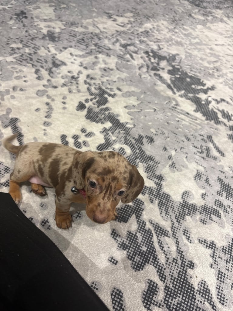 ONLY TWO LEFT ❤️❤️…….Beautiful litter of dachshund puppies 