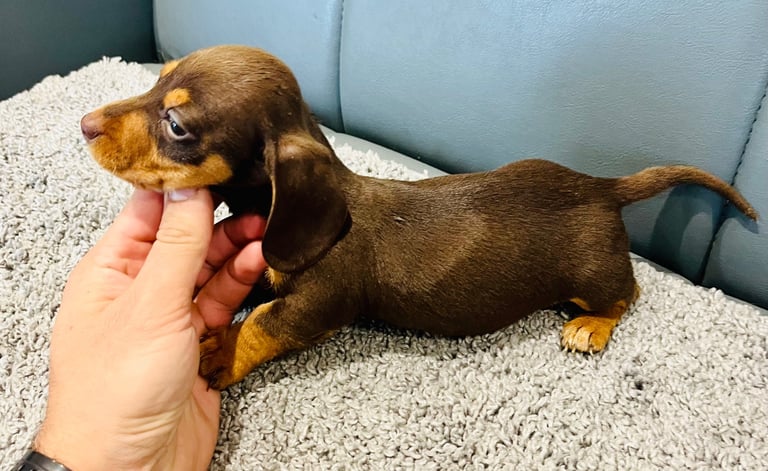 miniature dachshund