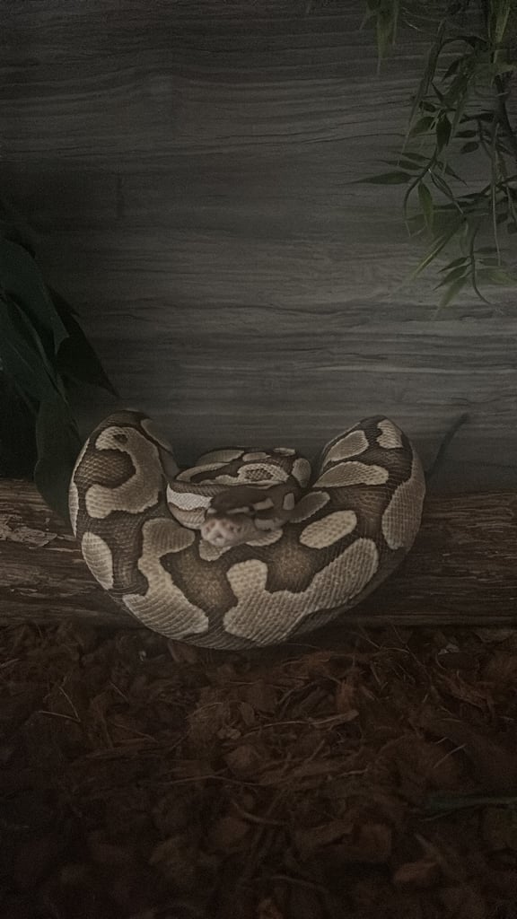 Ball Python and 4ft vivarium and cabinet 