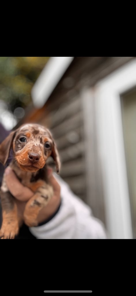 image for Miniature dachshunds