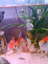 Juvenile angel fish for sale,all types of
lovely colours,ready for re