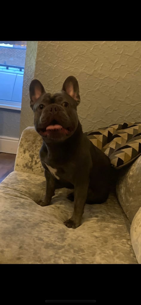 Male frenchie