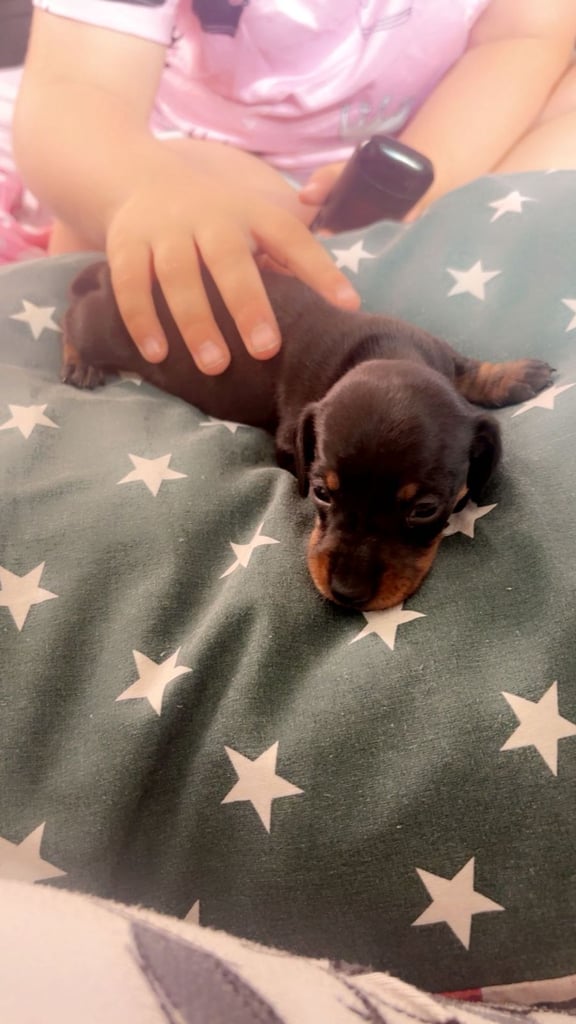 Beautiful miniature dachshunds, deposits being taken now