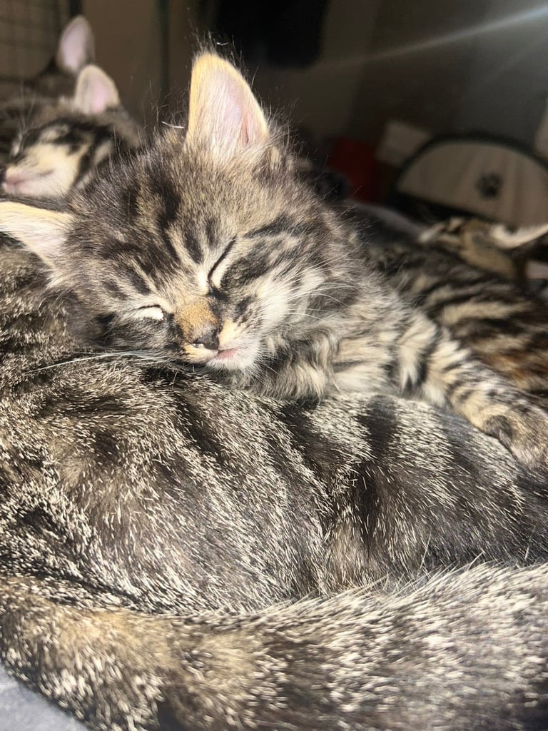 bengal x ragdoll kittens READY TO LEAVE 