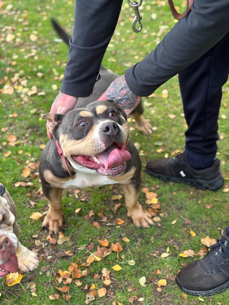 pocket bully for sale 