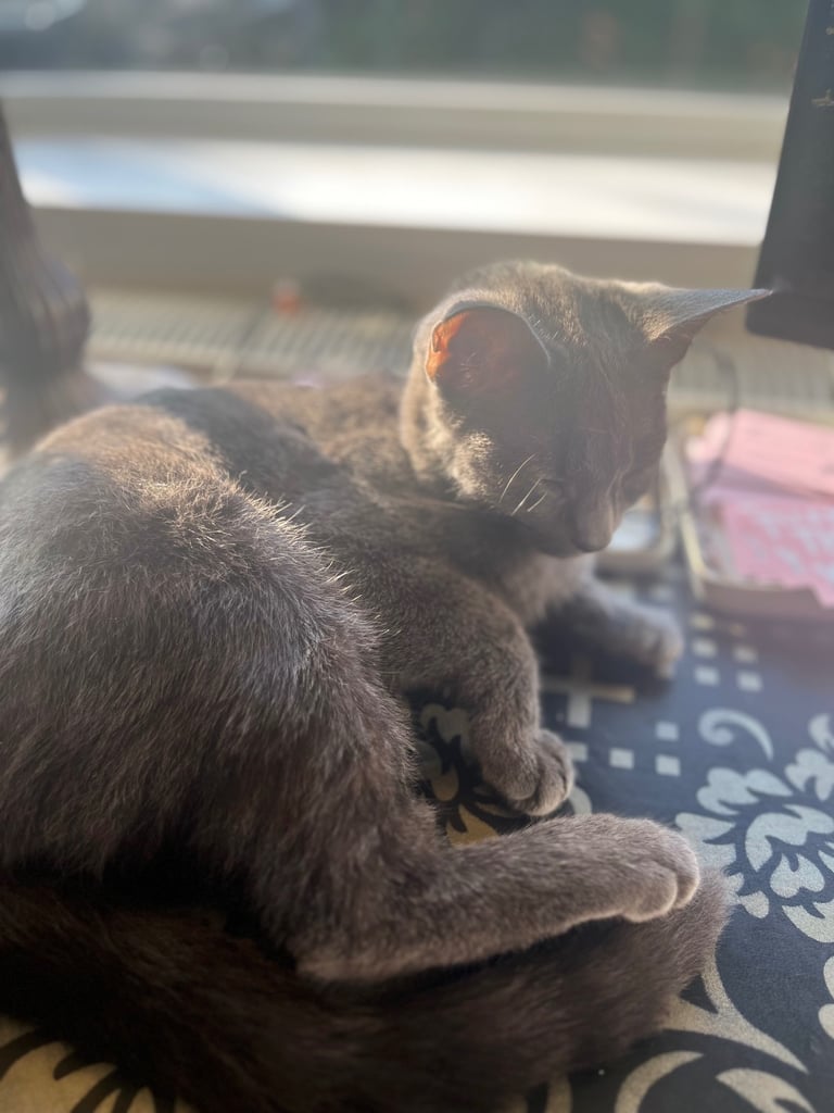 Beautiful Russian blue girl 