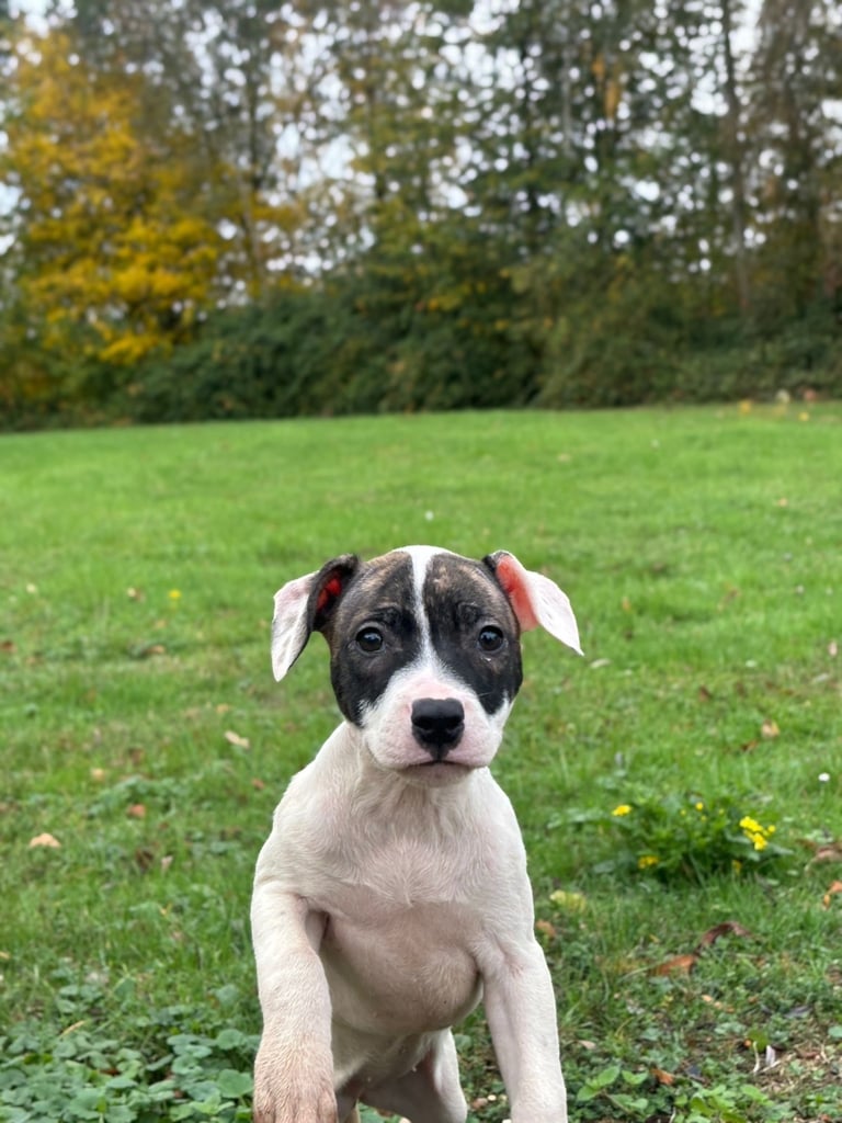 Staffy puppy